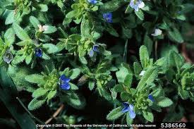 Attēlu rezultāti vaicājumam “Veronica arvensis”