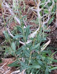 Attēlu rezultāti vaicājumam “Lactuca serriola”