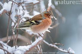 Attēlu rezultāti vaicājumam “Fringilla coelebs male”