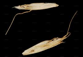 Attēlu rezultāti vaicājumam “Trisetum flavescens flower”