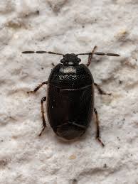 Attēlu rezultāti vaicājumam “Adomerus biguttatus”