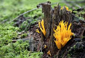 Attēlu rezultāti vaicājumam “Calocera viscosa”