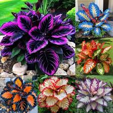 Attēlu rezultāti vaicājumam “Hosta sp. flower”