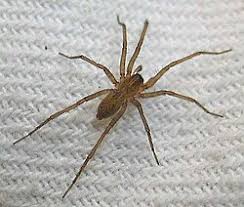 Attēlu rezultāti vaicājumam “Tegenaria sp.”