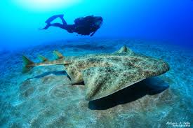 Image result for Canary Divers