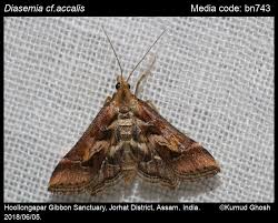 Attēlu rezultāti vaicājumam “Diasemia reticularis”