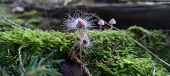 Attēlu rezultāti vaicājumam “Spinellus fusiger”