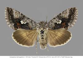 Attēlu rezultāti vaicājumam “Syngrapha interrogationis”