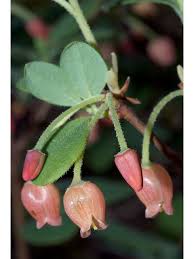 Attēlu rezultāti vaicājumam “Menziesia ferruginea”