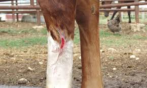 Image result for "proud flesh"