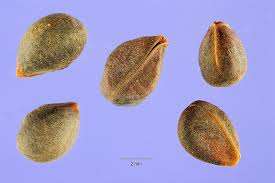 Attēlu rezultāti vaicājumam “Rhamnus cathartica fruit”