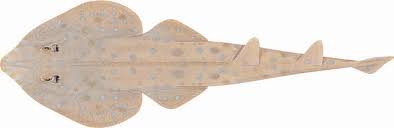 Image result for Acroteriobatus annulatus