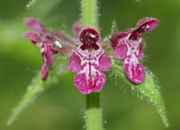 Attēlu rezultāti vaicājumam “Stachys sylvatica flower”