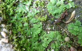 Attēlu rezultāti vaicājumam “Riccia sorocarpa”