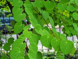 Attēlu rezultāti vaicājumam “Cercidiphyllum japonicum”