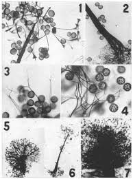 Attēlu rezultāti vaicājumam “Physarum auriscalpium spores”