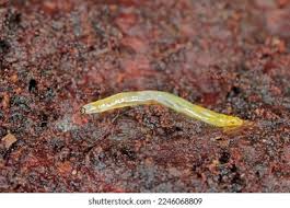 Attēlu rezultāti vaicājumam “Sciaridae”