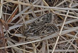 Attēlu rezultāti vaicājumam “Tholera decimalis male”