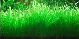 Attēlu rezultāti vaicājumam “Subularia aquatica leaf”