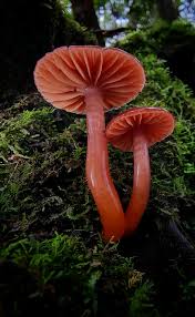 Attēlu rezultāti vaicājumam “Hygrocybe sp.”