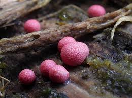 Attēlu rezultāti vaicājumam “Lycogala sphaeroconicum macro”