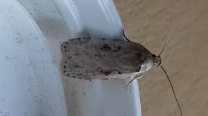 Attēlu rezultāti vaicājumam “Agonopterix ocellana”