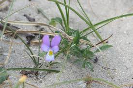 Attēlu rezultāti vaicājumam “Viola tricolor subsp. curtisii flower”