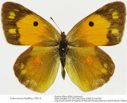 Attēlu rezultāti vaicājumam “Colias croceus underside”