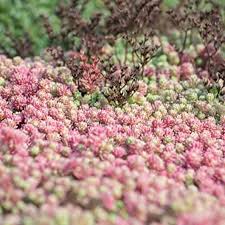 Attēlu rezultāti vaicājumam “Sedum hispanicum fruit”