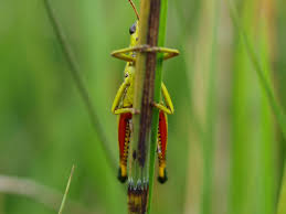 Attēlu rezultāti vaicājumam “Stethophyma grossum”