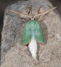 Attēlu rezultāti vaicājumam “Thalera fimbrialis”