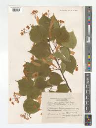 Attēlu rezultāti vaicājumam “Tilia platyphyllos subsp. platyphyllos”