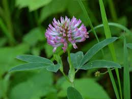 Attēlu rezultāti vaicājumam “Trifolium medium leaf”