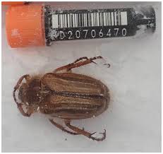 Attēlu rezultāti vaicājumam “Amphimallon solstitiale imago”