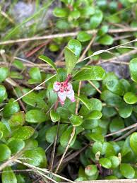 Attēlu rezultāti vaicājumam “Arctostaphylos uva-ursi leaf”