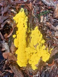 Attēlu rezultāti vaicājumam “Fuligo septica var. rosea”