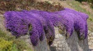Image result for Aubrieta hybrida (cultorum)