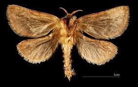 Attēlu rezultāti vaicājumam “Hepialus sylvina female”