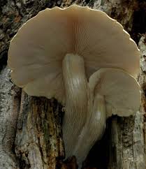 Attēlu rezultāti vaicājumam “Hypsizygus ulmarius”