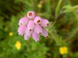 Attēlu rezultāti vaicājumam “Erica tetralix”