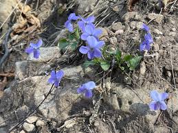 Attēlu rezultāti vaicājumam “Viola collina”