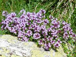 Image result for Thymus serpyllum