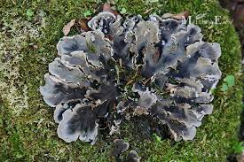 Attēlu rezultāti vaicājumam “Peltigera praetextata”