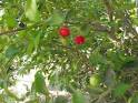 Acerola « ..:seeking sustenance:..