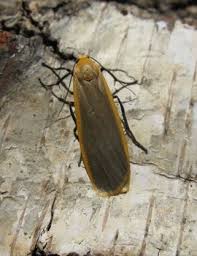 Attēlu rezultāti vaicājumam “Eilema depressa imago”