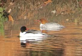 Attēlu rezultāti vaicājumam “Mergus merganser”