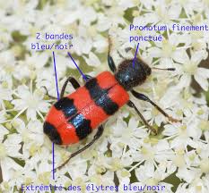 Attēlu rezultāti vaicājumam “Trichodes apiarius”