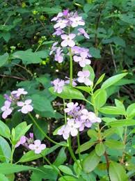 Image result for Hesperis matronalis