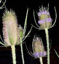 Attēlu rezultāti vaicājumam “Dipsacaceae”