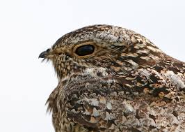 Image result for Chordeiles minor